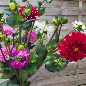 Botte de Dahlias