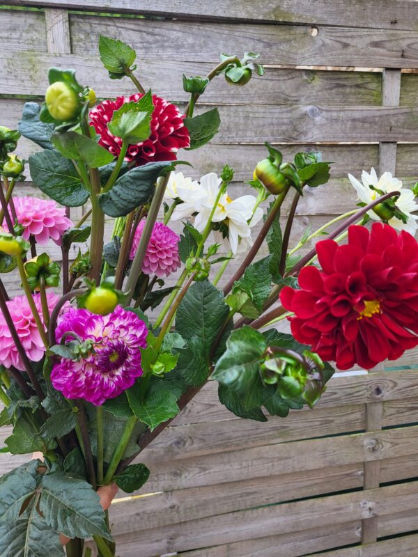 Botte de Dahlias