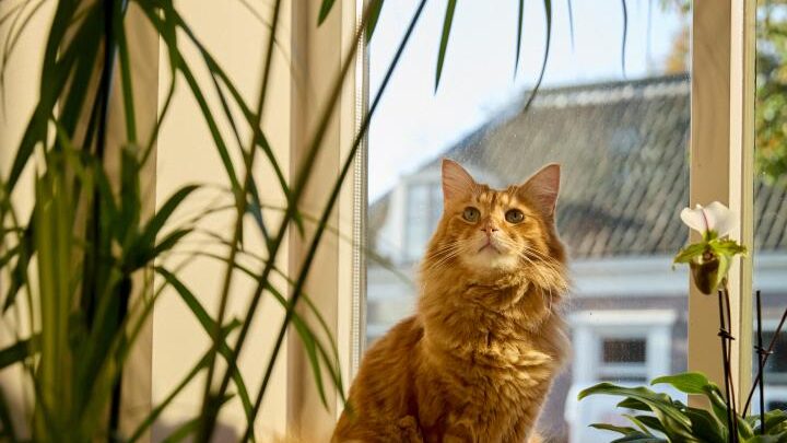 Plantes d’intérieur : lesquelles choisir quand on a des animaux de compagnie ?