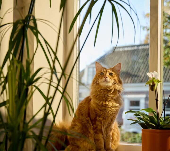 Plantes d’intérieur : lesquelles choisir quand on a des animaux de compagnie ? Plantes d’intérieur : lesquelles choisir quand on a des animaux de compagnie ?