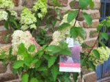 Hortensia paniculata