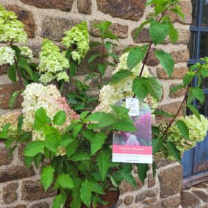 Hortensia paniculata