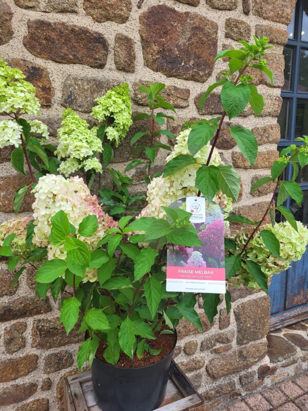 Hortensia paniculata