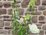 Hortensia Paniculata