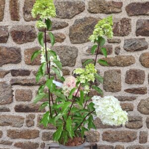 Hortensia Paniculata