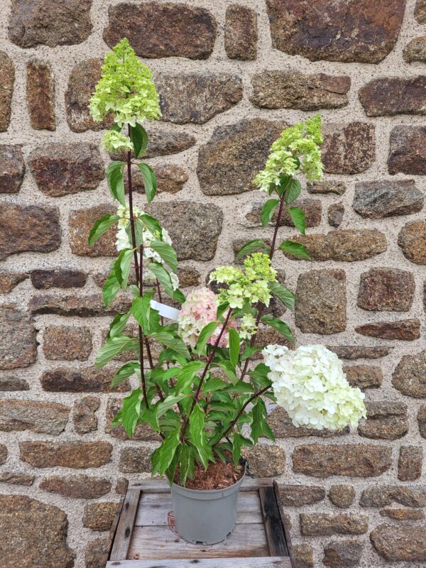 Hortensia Paniculata