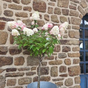 Hortensia paniculata sur tige