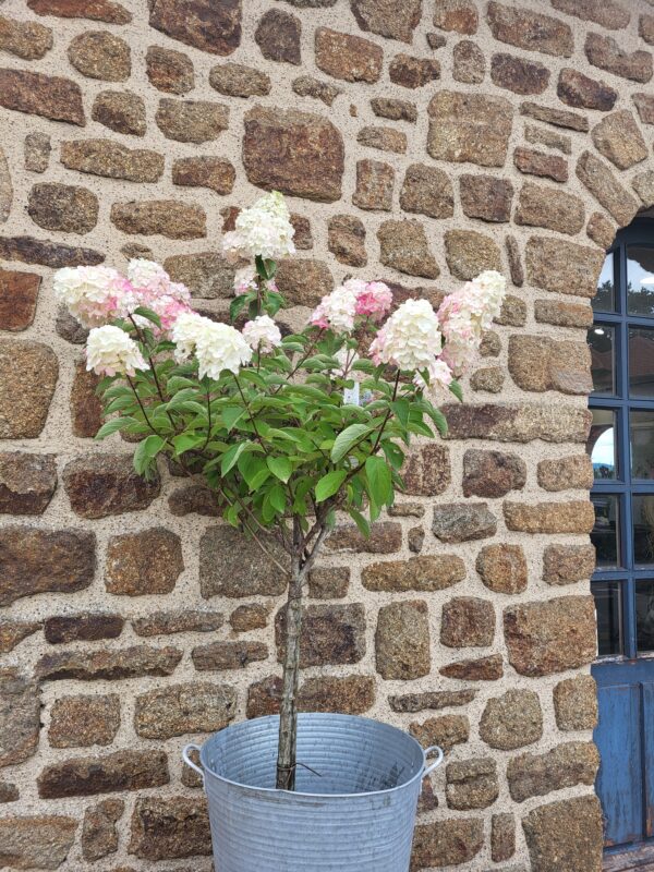 Hortensia paniculata sur tige
