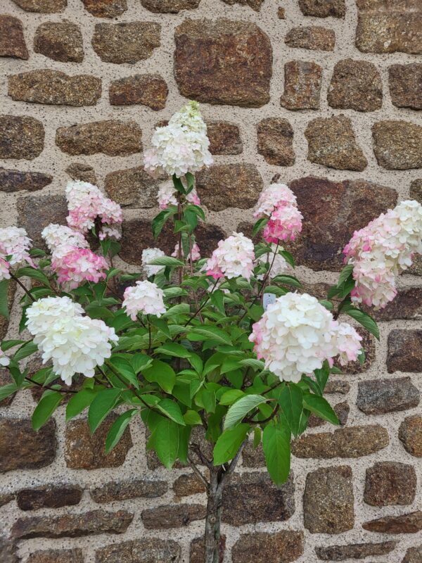 Hortensia paniculata sur tige – Image 2