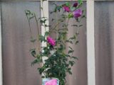 Hibiscus