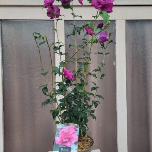 Hibiscus