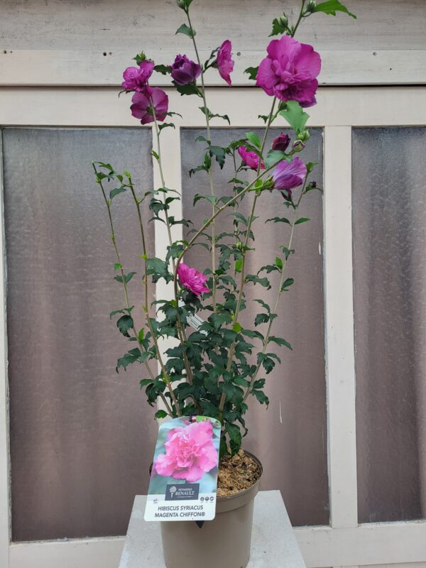 Hibiscus