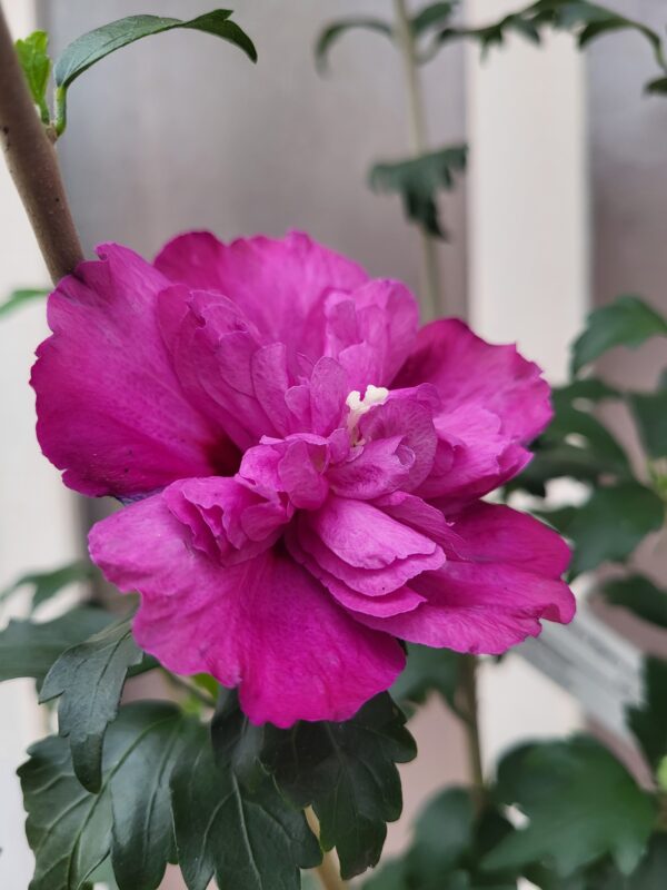 Hibiscus – Image 3