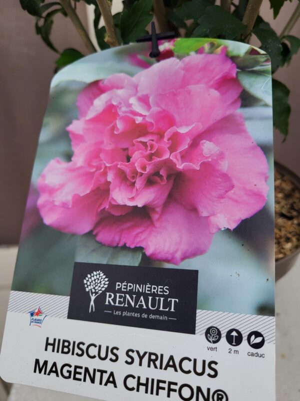 Hibiscus – Image 2