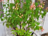 Hypericum