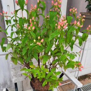 Hypericum