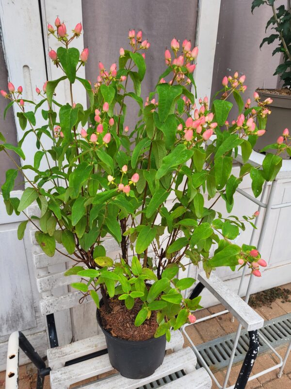 Hypericum