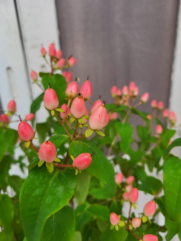 Hypericum – Image 2