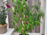 Buddleja