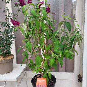 Buddleja