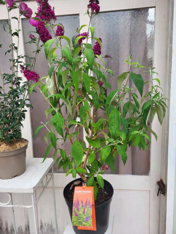 Buddleja