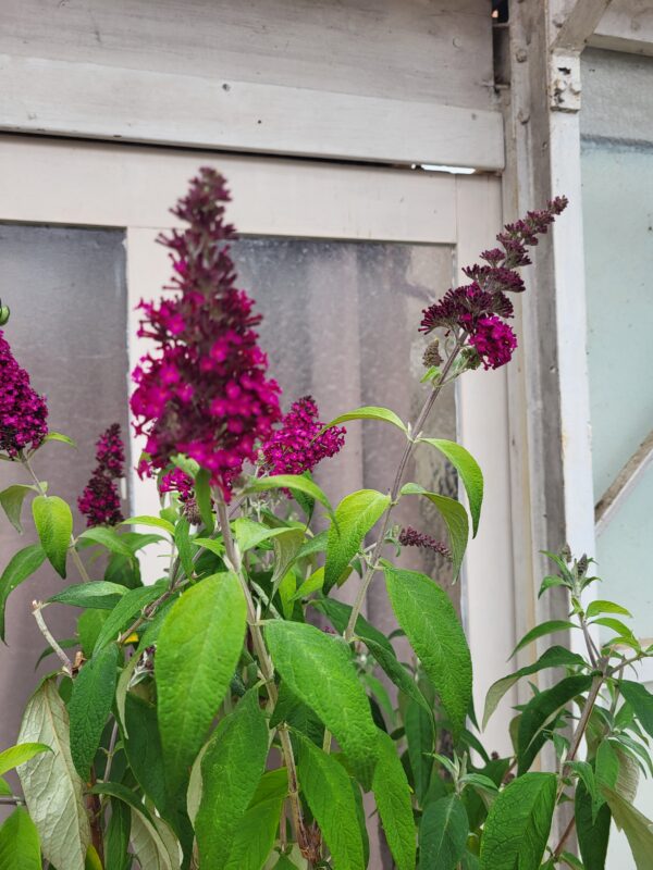 Buddleja – Image 2