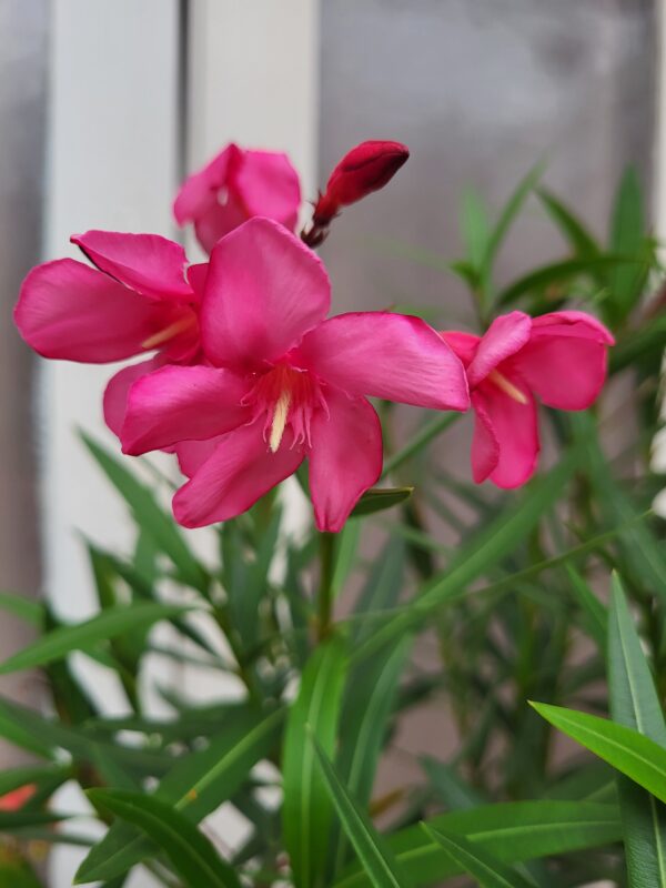 Laurier rose – Image 2