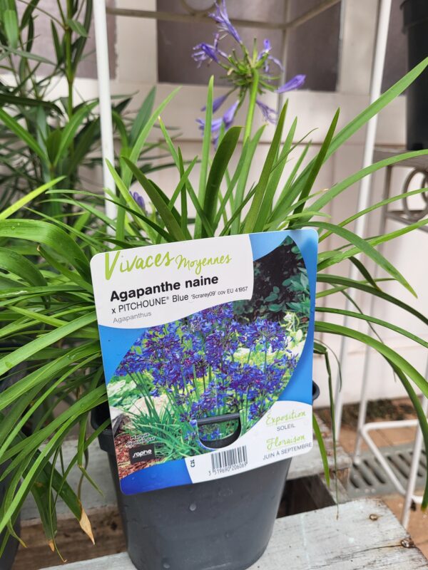 Agapanthe bleu – Image 2