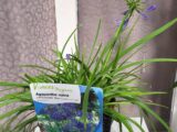 Agapanthe bleu