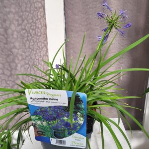 Agapanthe bleu