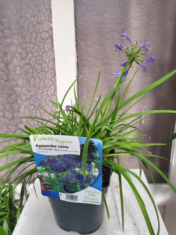 Agapanthe bleu