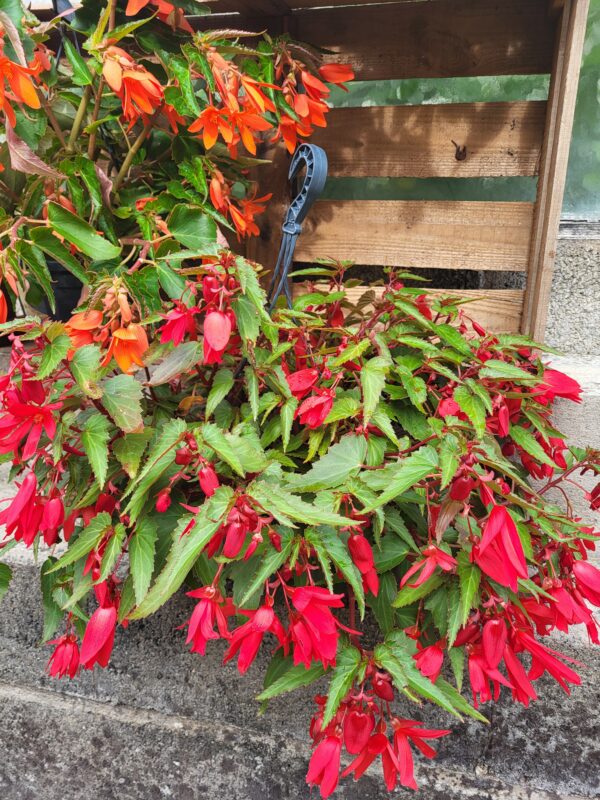 Begonia – Image 4