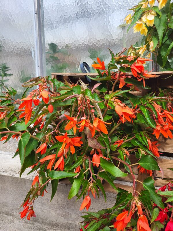 Begonia – Image 2