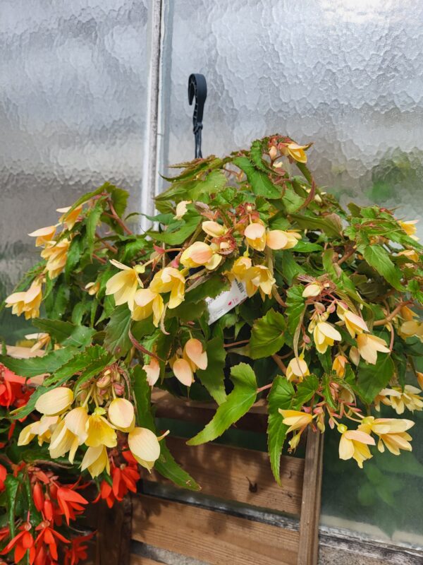 Begonia – Image 3