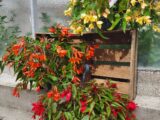 Begonia