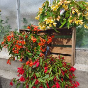 Begonia