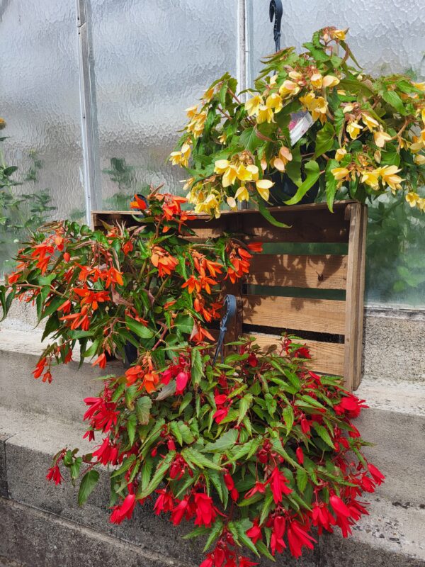 Begonia