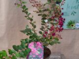 Lilas des indes
