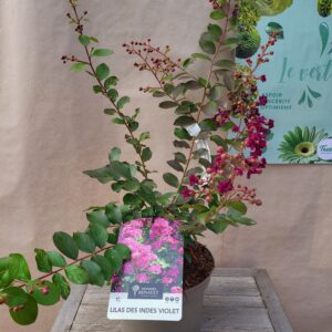 Lilas des indes