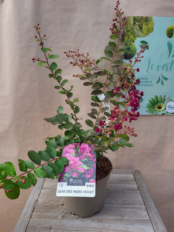Lilas des indes