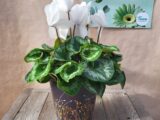 Le cyclamen