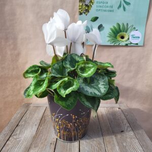 Le cyclamen
