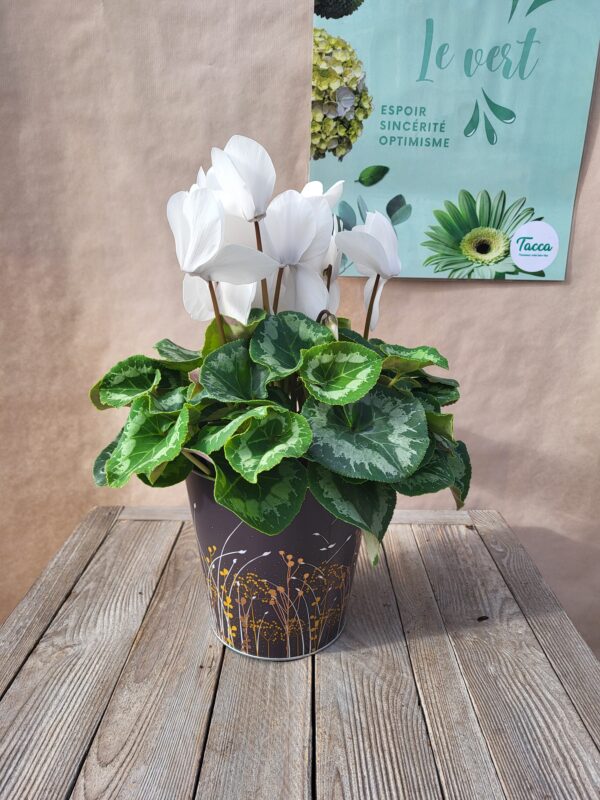 Le cyclamen