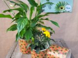 Le Duo Plante