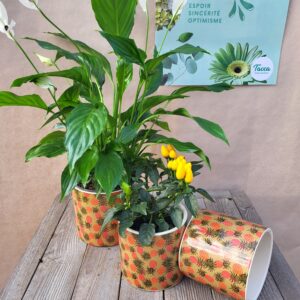 Le Duo Plante