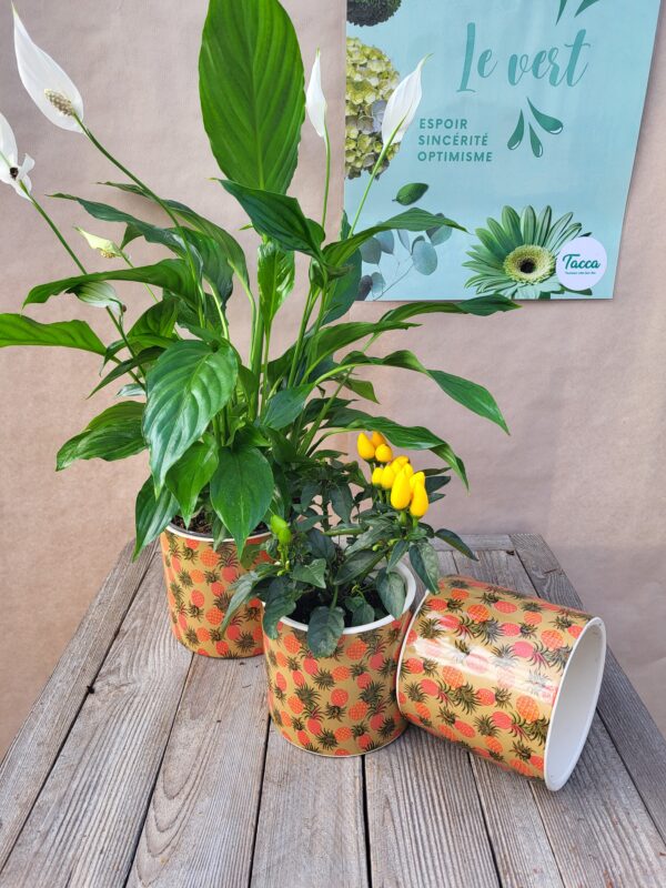 Le Duo Plante