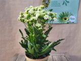 Le Kalanchoé