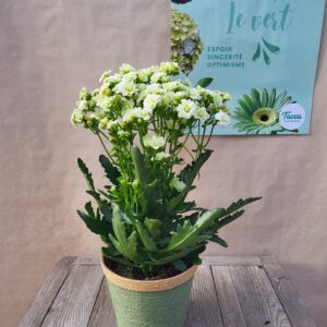 Le Kalanchoé