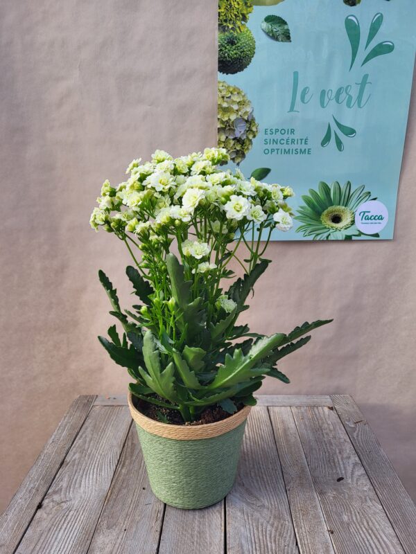 Le Kalanchoé