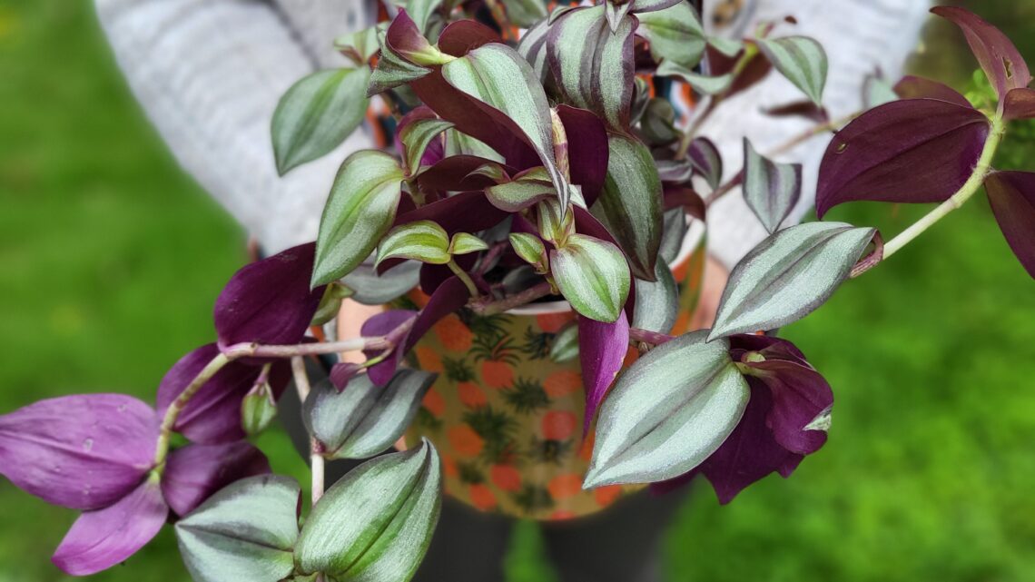 Le tradescantia